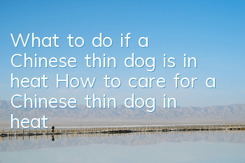 What to do if a Chinese thin dog is in heat How to care for a Chinese thin dog in heat
