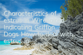 Characteristics of estrus in Wirehaired Indicating Griffon Dogs How to deal with estrus in Wirehaired Indicating Griffon Dogs