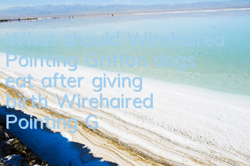 What should Wirehaired Pointing Griffon dogs eat after giving birth? Wirehaired Pointing Griffon dog postpartum care