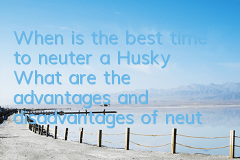 When is the best time to neuter a Husky? What are the advantages and disadvantages of neutering a Husky?