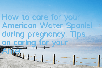 How to care for your American Water Spaniel during pregnancy. Tips on caring for your American Water Spaniel during pregnancy.