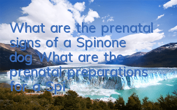 What are the prenatal signs of a Spinone dog? What are the prenatal preparations for a Spinone dog?