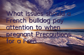 What issues should a French bulldog pay attention to when pregnant? Precautions for a French Bulldog pregnancy