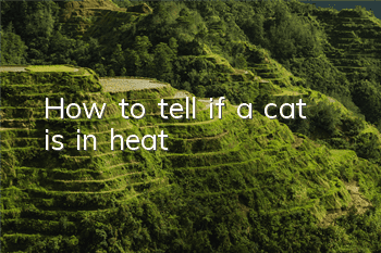 How to tell if a cat is in heat?