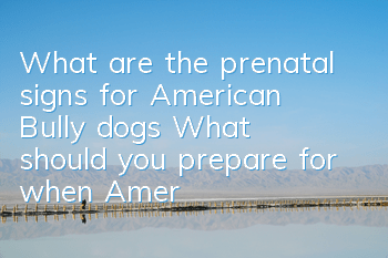 What are the prenatal signs for American Bully dogs? What should you prepare for when American Bully dogs are born?