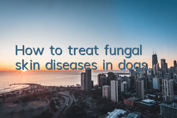How to treat fungal skin diseases in dogs