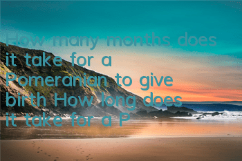 How many months does it take for a Pomeranian to give birth? How long does it take for a Pomeranian to get pregnant?