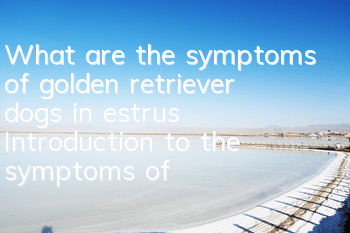 What are the symptoms of golden retriever dogs in estrus? Introduction to the symptoms of golden retriever dogs in estrus