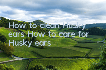How to clean Husky ears? How to care for Husky ears?