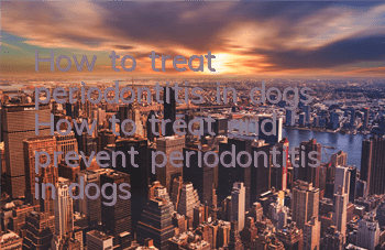 How to treat periodontitis in dogs How to treat and prevent periodontitis in dogs