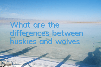What are the differences between huskies and wolves?