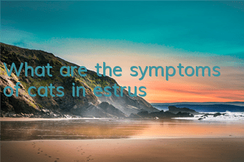 TWhat are the symptoms of cats in estrus?