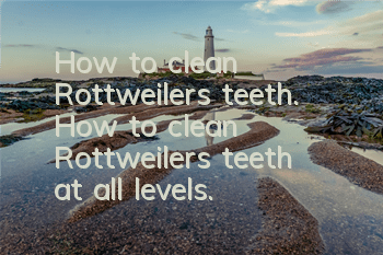 How to clean Rottweiler’s teeth. How to clean Rottweiler’s teeth at all levels.