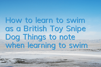 How to learn to swim as a British Toy Snipe Dog? Things to note when learning to swim