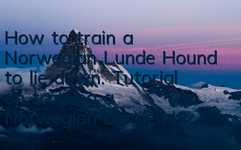 How to train a Norwegian Lunde Hound to lie down. Tutorial on training a Norwegian Lunde Hound to lie down.