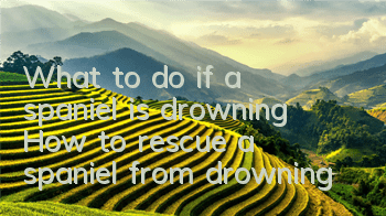 What to do if a spaniel is drowning? How to rescue a spaniel from drowning?