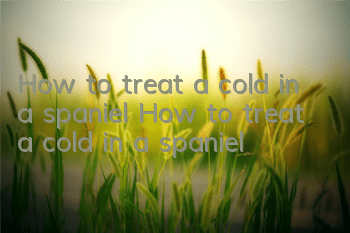 How to treat a cold in a spaniel How to treat a cold in a spaniel