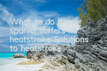 What to do if your spaniel suffers heatstroke? Solutions to heatstroke