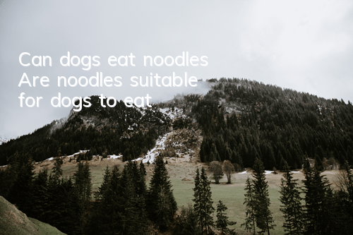 TCan dogs eat noodles? Are noodles suitable for dogs to eat?