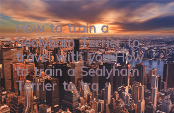 How to train a Sealyham Terrier to travel with you? How to train a Sealyham Terrier to travel with you when you go out?