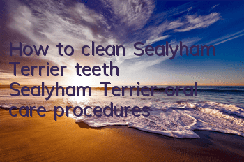 How to clean Sealyham Terrier teeth? Sealyham Terrier oral care procedures