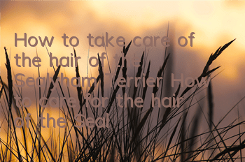 How to take care of the hair of the Sealyham Terrier? How to care for the hair of the Sealyham Terrier?