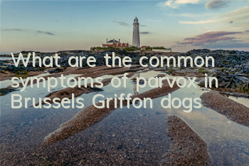 What are the common symptoms of parvox in Brussels Griffon dogs?