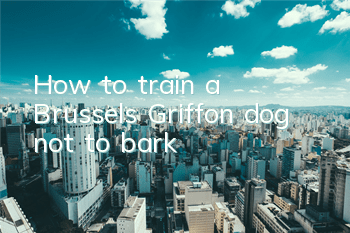 How to train a Brussels Griffon dog not to bark