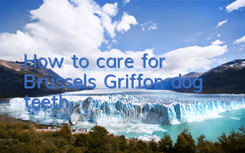 How to care for Brussels Griffon dog teeth