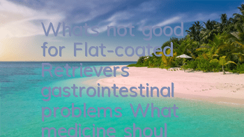 What's not good for Flat-coated Retrievers' gastrointestinal problems? What medicine should Flat-Coated Retrievers take for gastroenteritis?