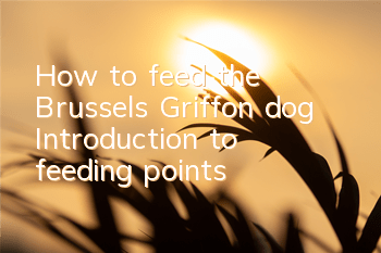 How to feed the Brussels Griffon dog? Introduction to feeding points