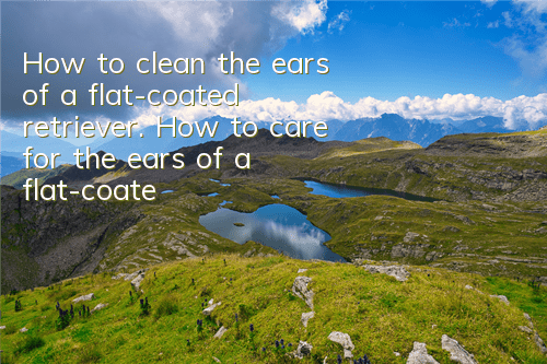 How to clean the ears of a flat-coated retriever. How to care for the ears of a flat-coated retriever.
