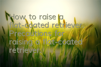 How to raise a flat-coated retriever. Precautions for raising a flat-coated retriever.