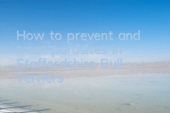 How to prevent and treat parasites in Staffordshire Bull Terriers