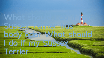 What should I do if my Sussex Terrier has body odor? What should I do if my Sussex Terrier has body odor?