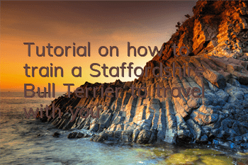 Tutorial on how to train a Staffordshire Bull Terrier to travel with you