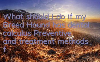 What should I do if my Breed Hound has dental calculus? Preventive and treatment methods for Breed Hound dental calculus