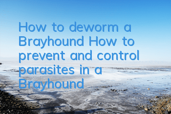 How to deworm a Brayhound? How to prevent and control parasites in a Brayhound?