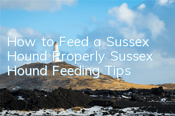 How to Feed a Sussex Hound Properly Sussex Hound Feeding Tips