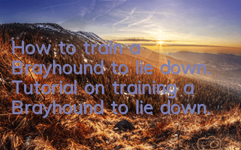 How to train a Brayhound to lie down. Tutorial on training a Brayhound to lie down.