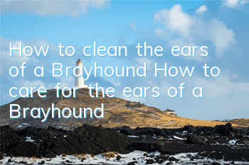 How to clean the ears of a Brayhound How to care for the ears of a Brayhound