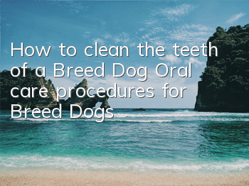 How to clean the teeth of a Breed Dog? Oral care procedures for Breed Dogs