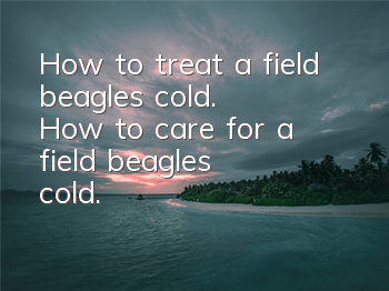 How to treat a field beagle's cold. How to care for a field beagle's cold.