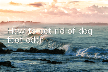 How to get rid of dog foot odor
