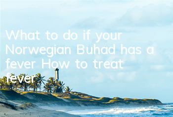 What to do if your Norwegian Buhad has a fever? How to treat fever?