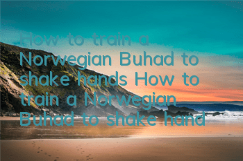 How to train a Norwegian Buhad to shake hands How to train a Norwegian Buhad to shake hands