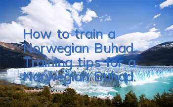How to train a Norwegian Buhad. Training tips for a Norwegian Buhad.