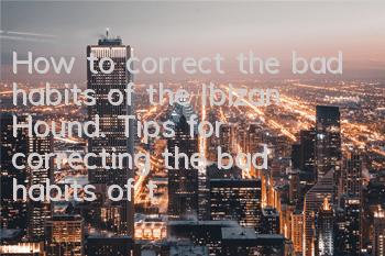 How to correct the bad habits of the Ibizan Hound. Tips for correcting the bad habits of the Ibizan Hound.