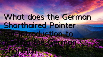 What does the German Shorthaired Pointer eat? Introduction to feeding the German Shorthaired Pointer