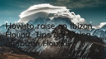 How to raise an Ibizan Hound. Tips on raising an Ibizan Hound.